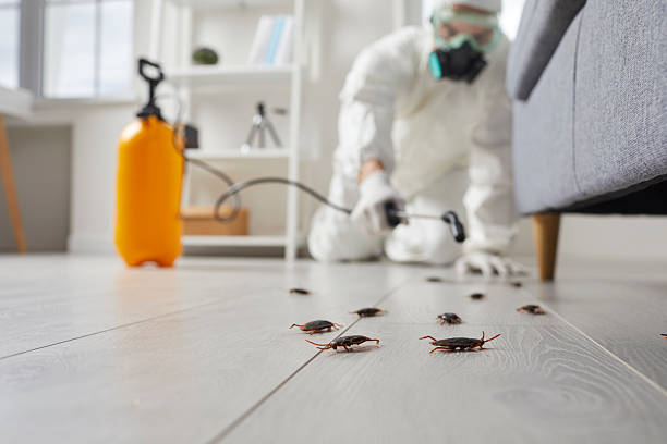 Post-Treatment Bed Bug Interceptor Monitoring in Pine Crest